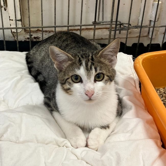 Teddy - Chat Européen à adopter