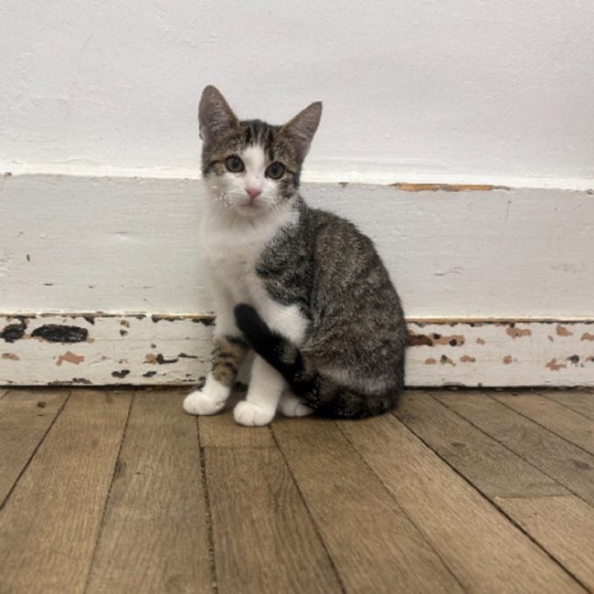 Maylis - Chat Européen à adopter