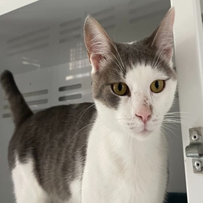 Nestor - Chat Européen à adopter
