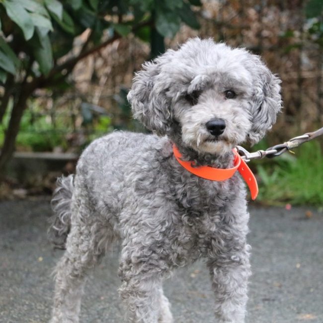 Nemo - Chien à adopter