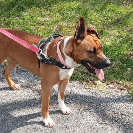 Djulia - Chien Boxer à adopter