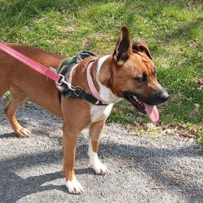 Djulia - Chien Boxer à adopter