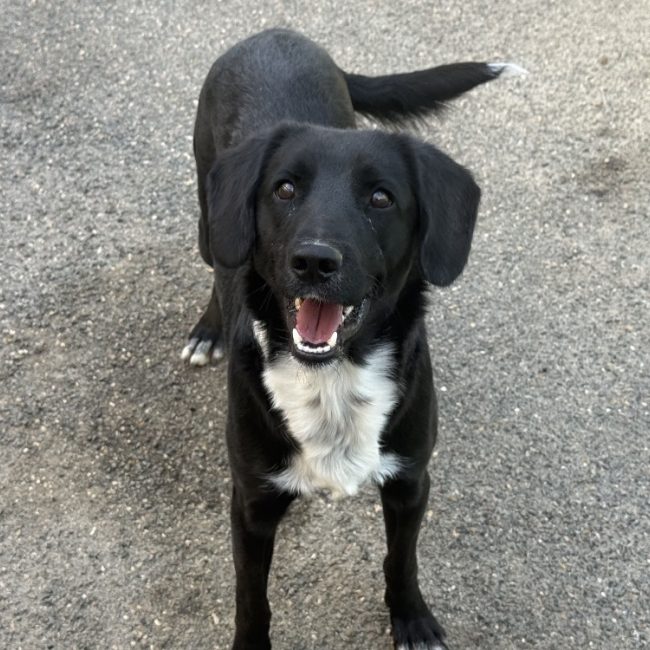 Cooper - Chien Border Collie à adopter