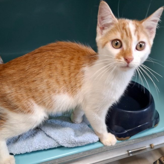 Blues - Chat Européen à adopter