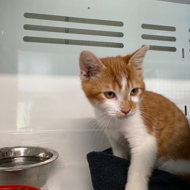 Tichou - Chat Européen à adopter
