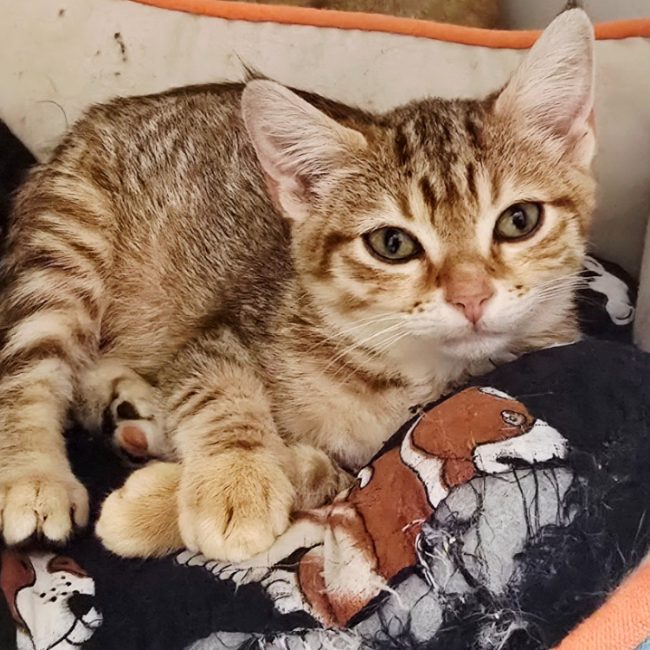Jelly - Chat Européen à adopter
