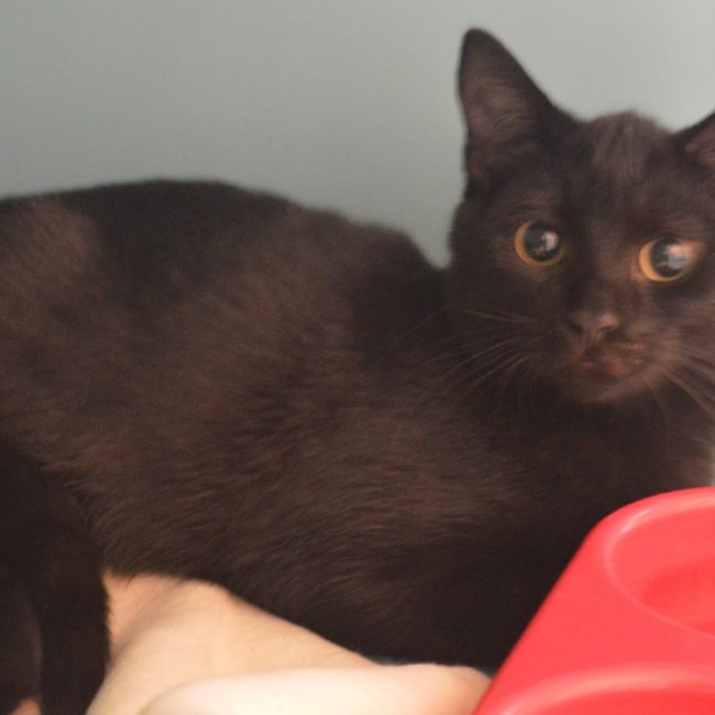 Brownie - Chat Européen à adopter