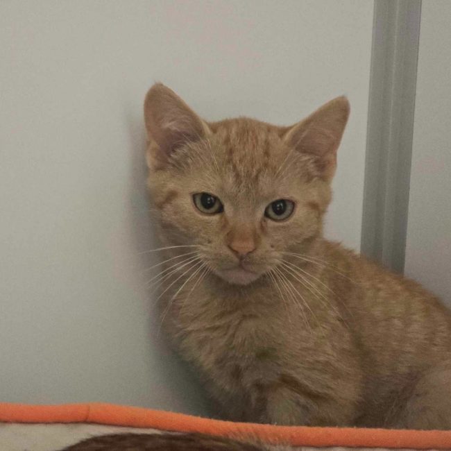 Peanut - Chat Européen à adopter
