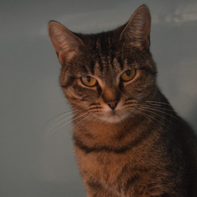 Biscotte - Chat Européen à adopter