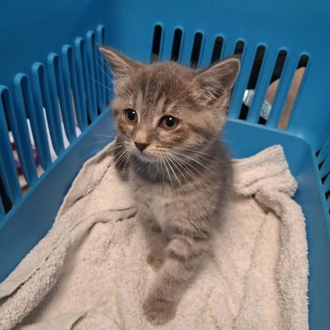 Eclipse - Chat Européen à adopter
