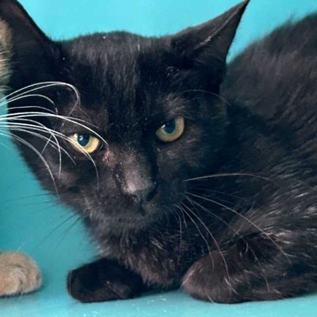 Blueberry - Chat Européen à adopter