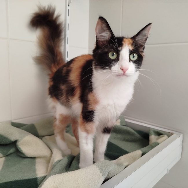 Niji - Chat Européen à adopter