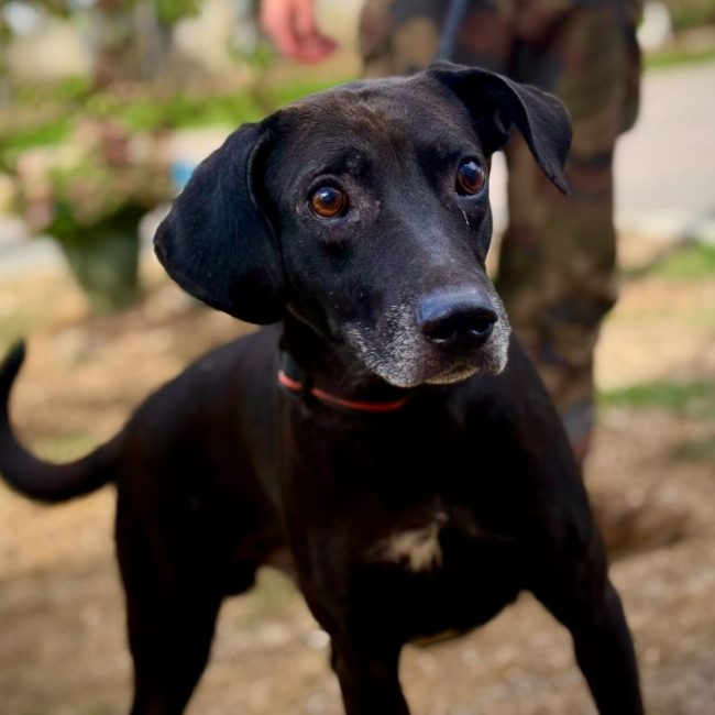 Dante - Chien à adopter