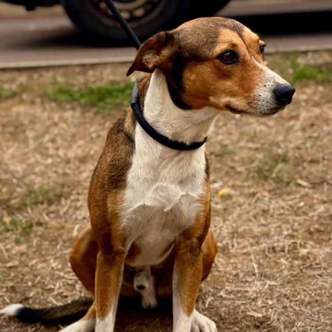 Milou - Chien à adopter