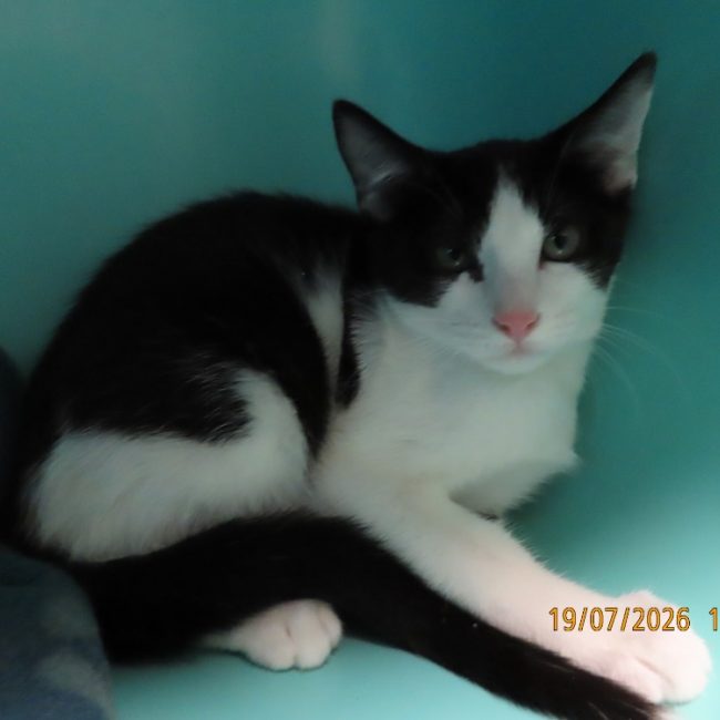 Tabasco - Chat Européen à adopter