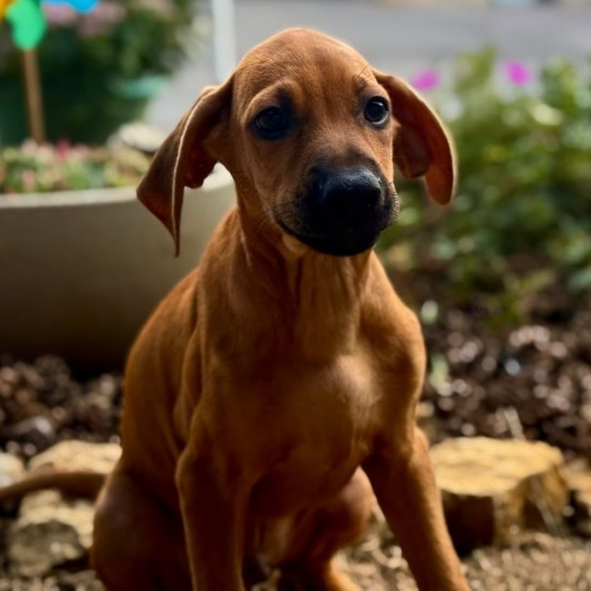 Roko