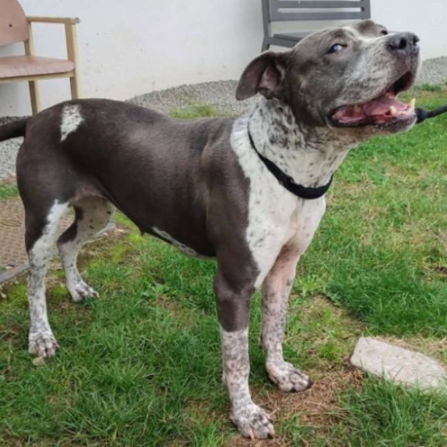 Nutella - Chien à adopter