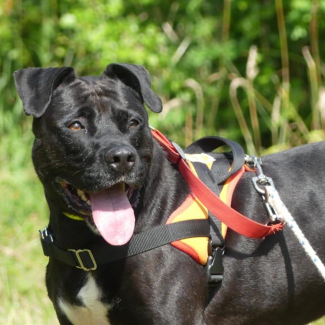 Atila - Chien à adopter