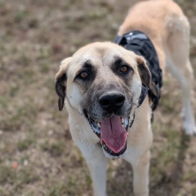 Balto - Chien Berger d'Anatolie à adopter