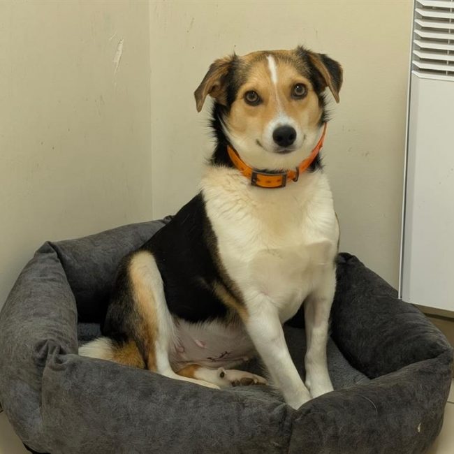 Aprilia - Chien à adopter