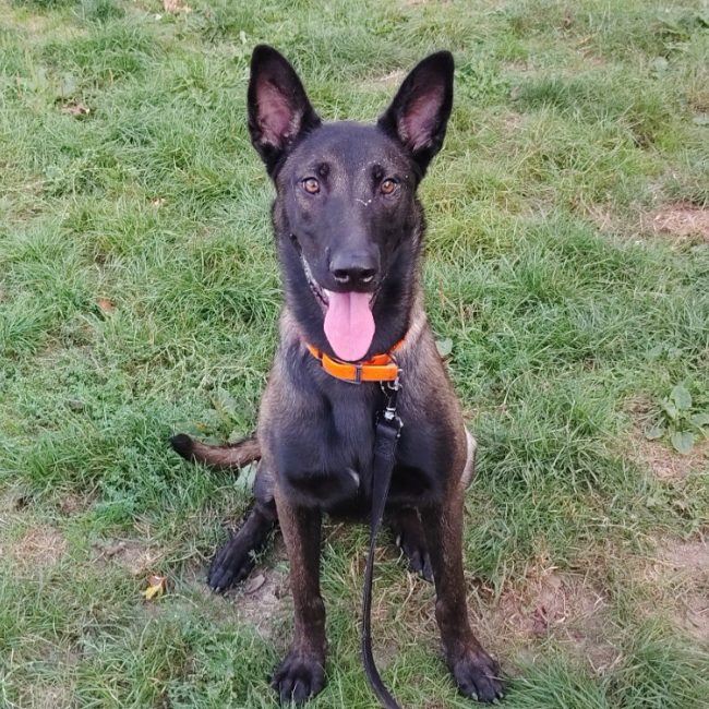 Tia tia - Chien Berger Belge Malinois à adopter