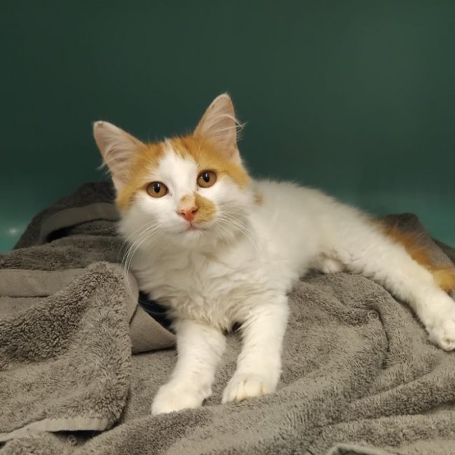 Veinte - Chat Européen à adopter
