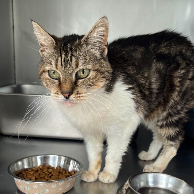 Bathilda - Chat Européen à adopter