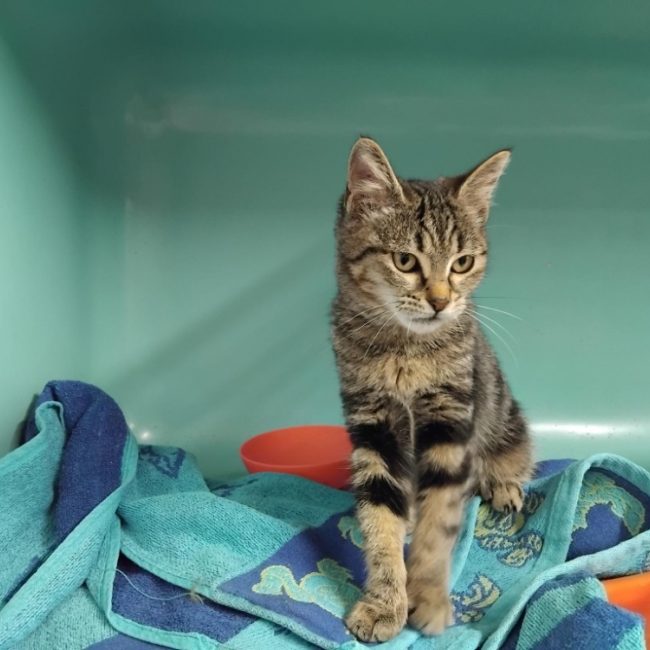 Pim's - Chat Européen à adopter