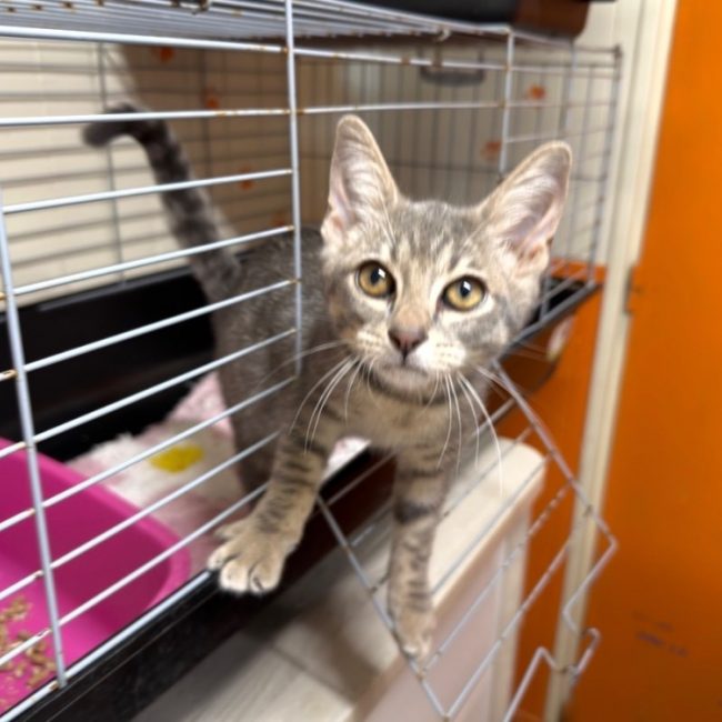Tuba - Chat Européen à adopter