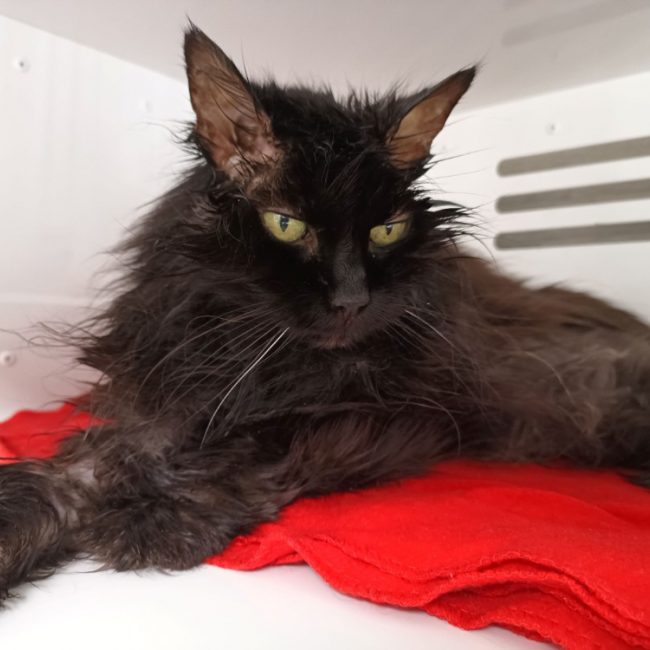 Phima - Chat Angora Turc à adopter