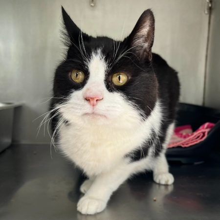 Mimi - Chat Européen à adopter