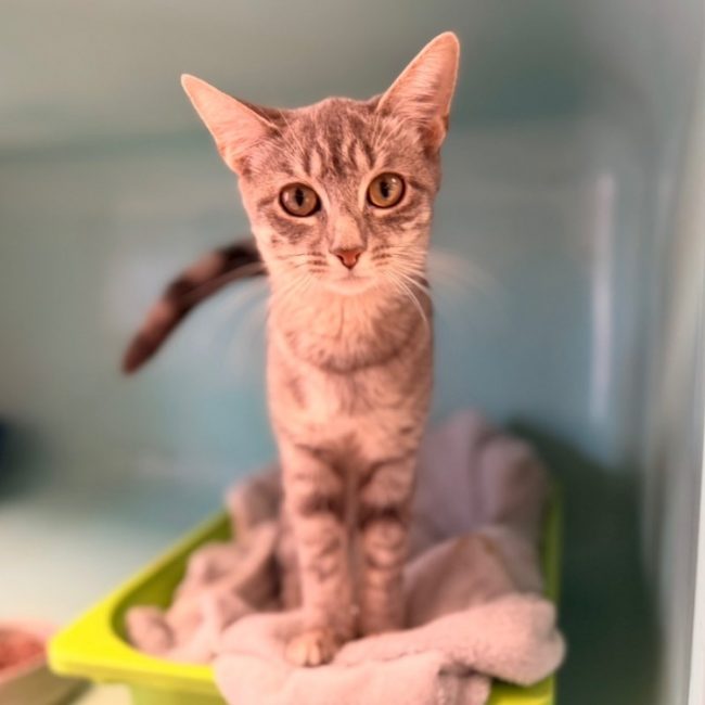 Taylor - Chat Européen à adopter