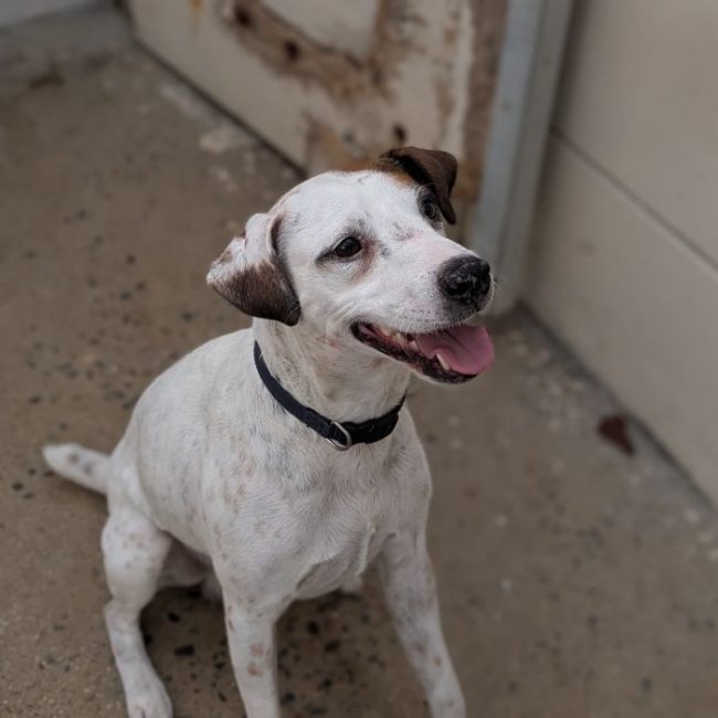 Guips - Chien à adopter