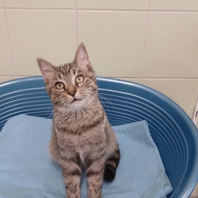 Camus - Chat Européen à adopter