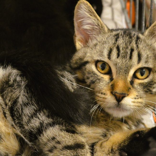 Tokyo - Chat Européen à adopter