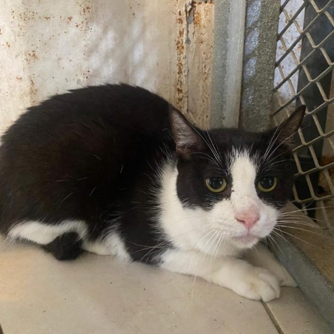 Clovis - Chat Européen à adopter