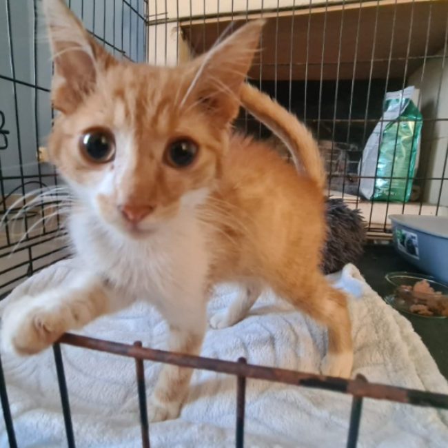 Boogie - Chat Européen à adopter