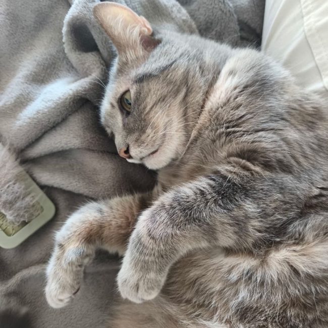 Boulette - Chat Européen à adopter