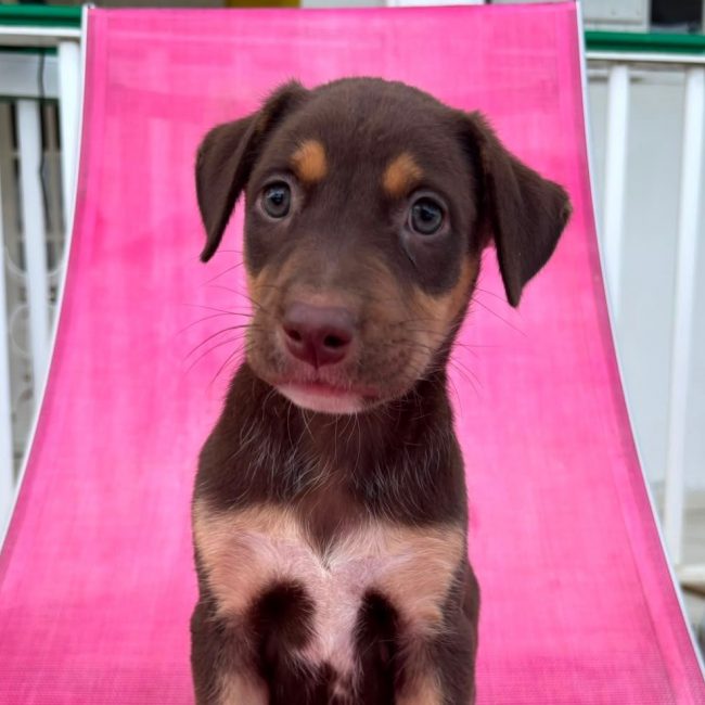 BLOOM - Chien à adopter