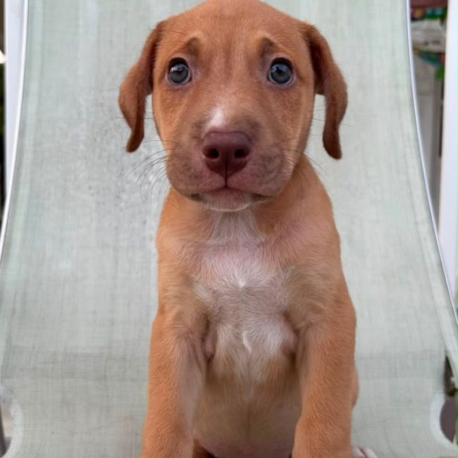 BOBBY - Chien à adopter