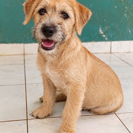 BRAYE - Chien à adopter