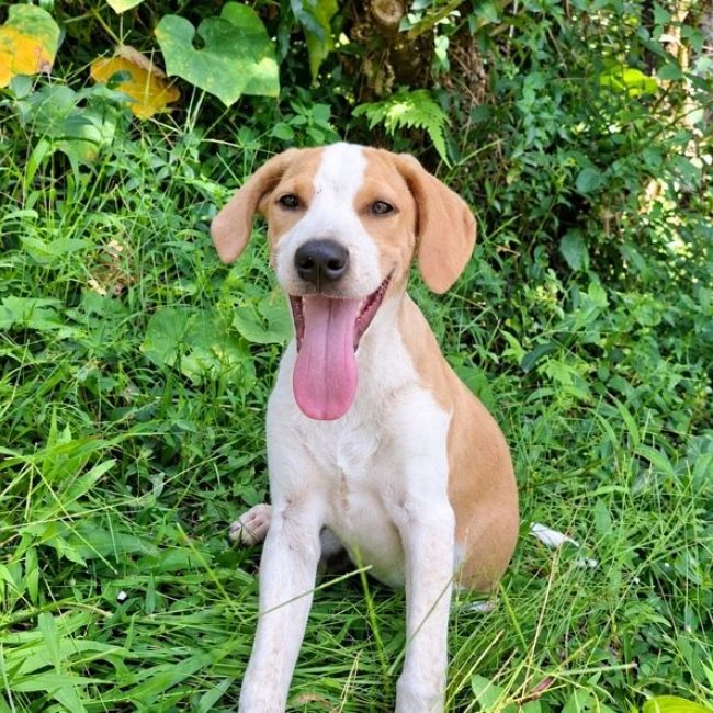 GERY - Chien à adopter