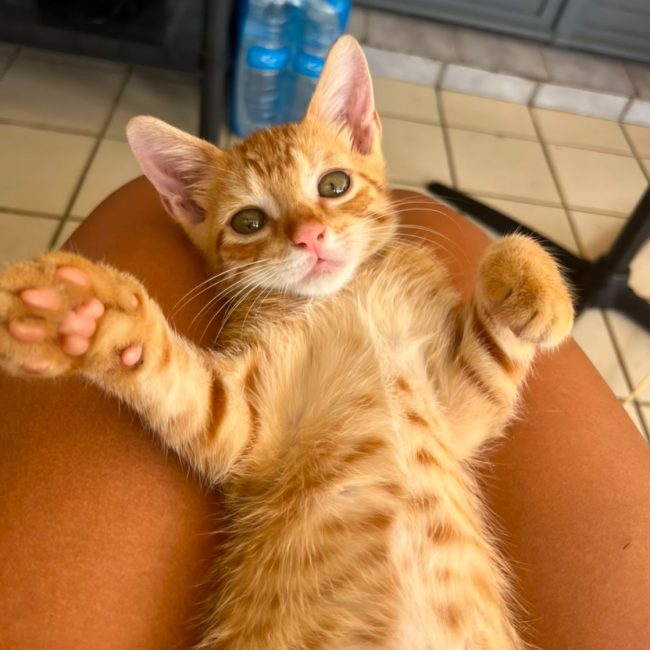 TIGROOT - Chat à adopter