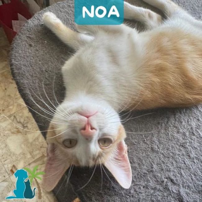 NOA - Chat Européen à adopter