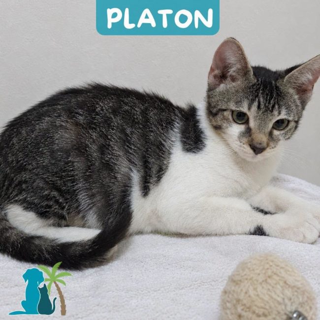 PLATON - Chat Européen à adopter