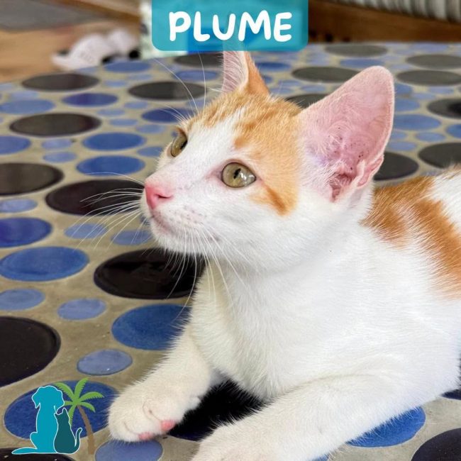 PLUME - Chat à adopter