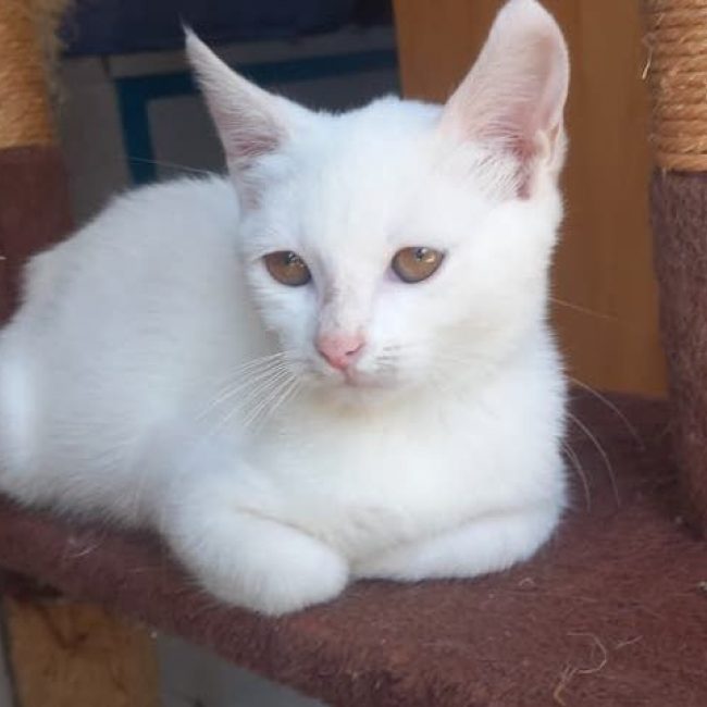 SNOW - Chat à adopter