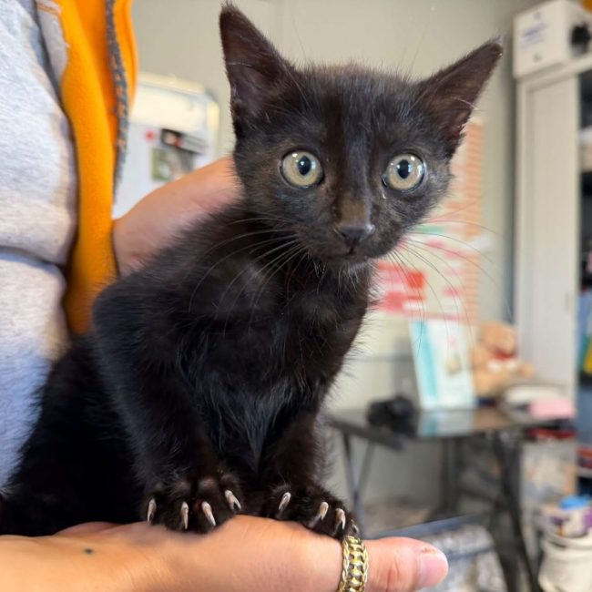 Mojo - Chat Européen à adopter