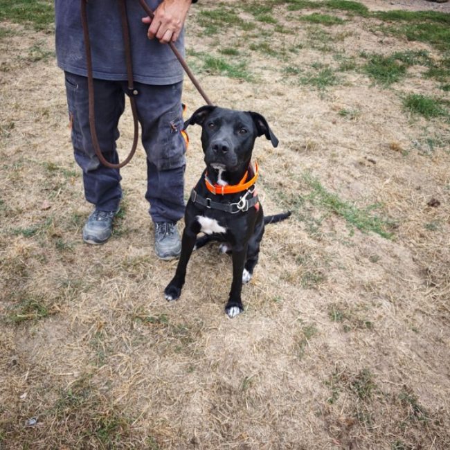 Gauffre - Chien à adopter