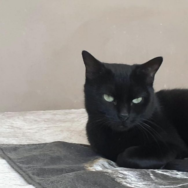 Fantomette - Chat Européen à adopter